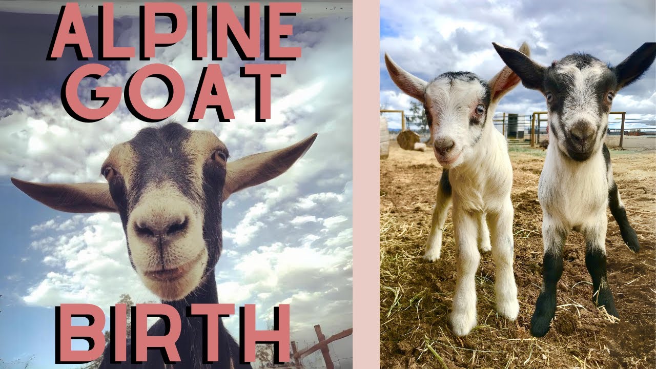 Alpine Doe Gives Birth!