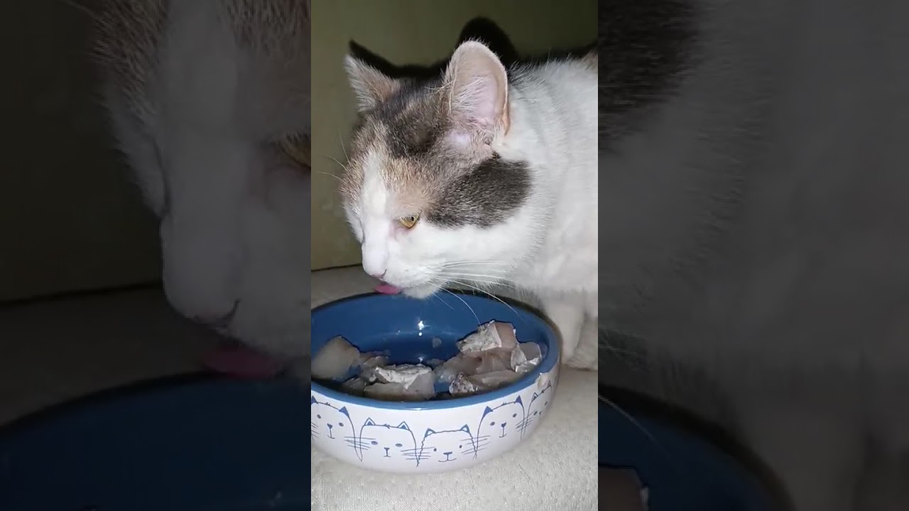 Кошки едят рыбу 🐟