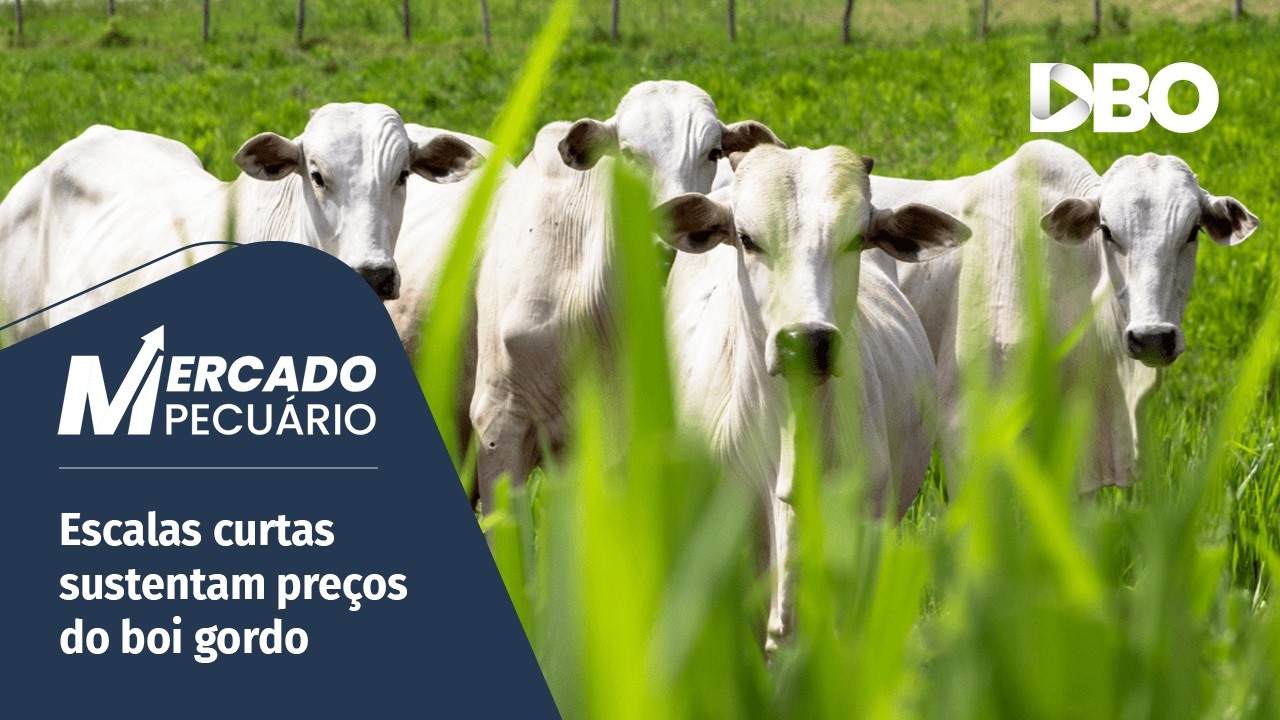 Boi gordo firme mesmo com pressão: sinal de novas altas pela frente?