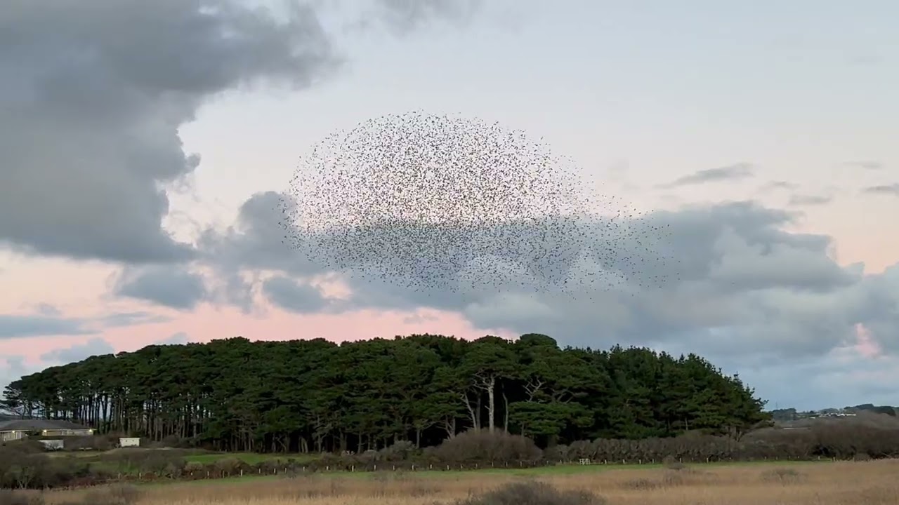 Starling Murmuration at Marazion Marshes