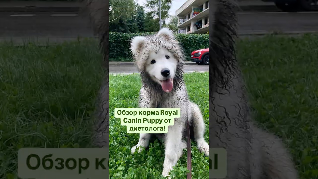 Обзор Роял Канин - самого популярного корма для щенков! Гораздо подробнее - тут! #shorts  #собака