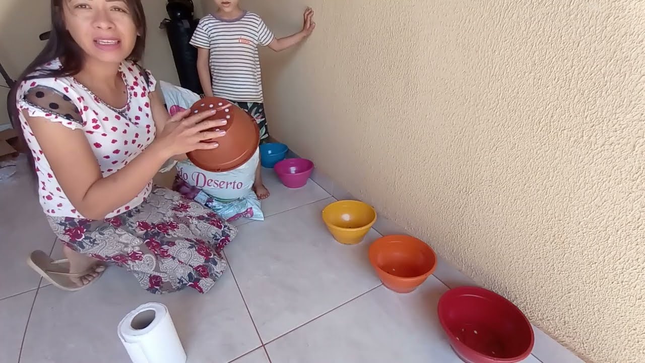 Rosas do Deserto Compradas Online! Mudas Baratas / Dia dia com &Eacute;rica Rocha.