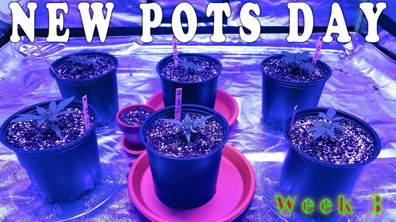 Plant Transplant FAIL (& What I've Learned So Far)