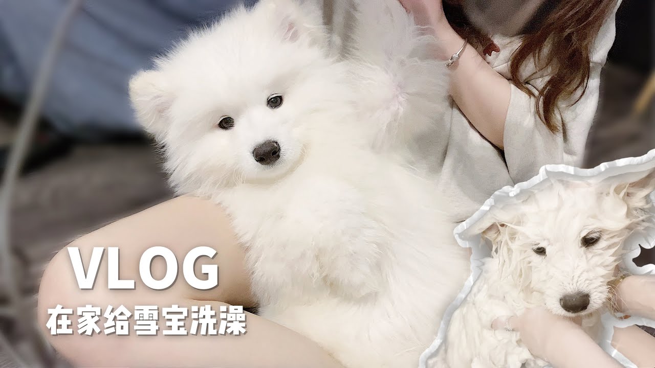 Mufy's Vlog#4 在家给萨摩耶宝宝洗澡+吹干+梳毛一条龙服务 | 全程哼哼唧唧奶音抗议 | Samoyed puppy's bath at home