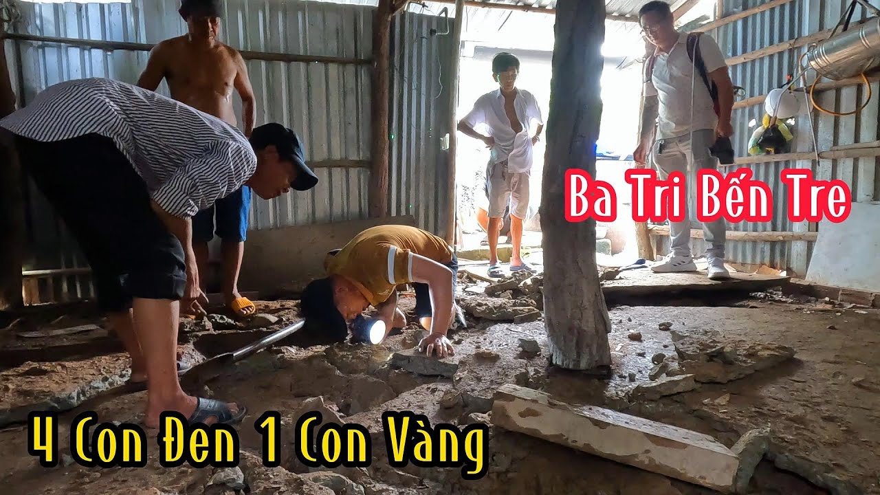 Hoảng Loạn Khi Cô Thấy 5 Con Rắn Hổ Nằm 1 Đống Dưới Nền Nhà Kho | Mười  Thương SB