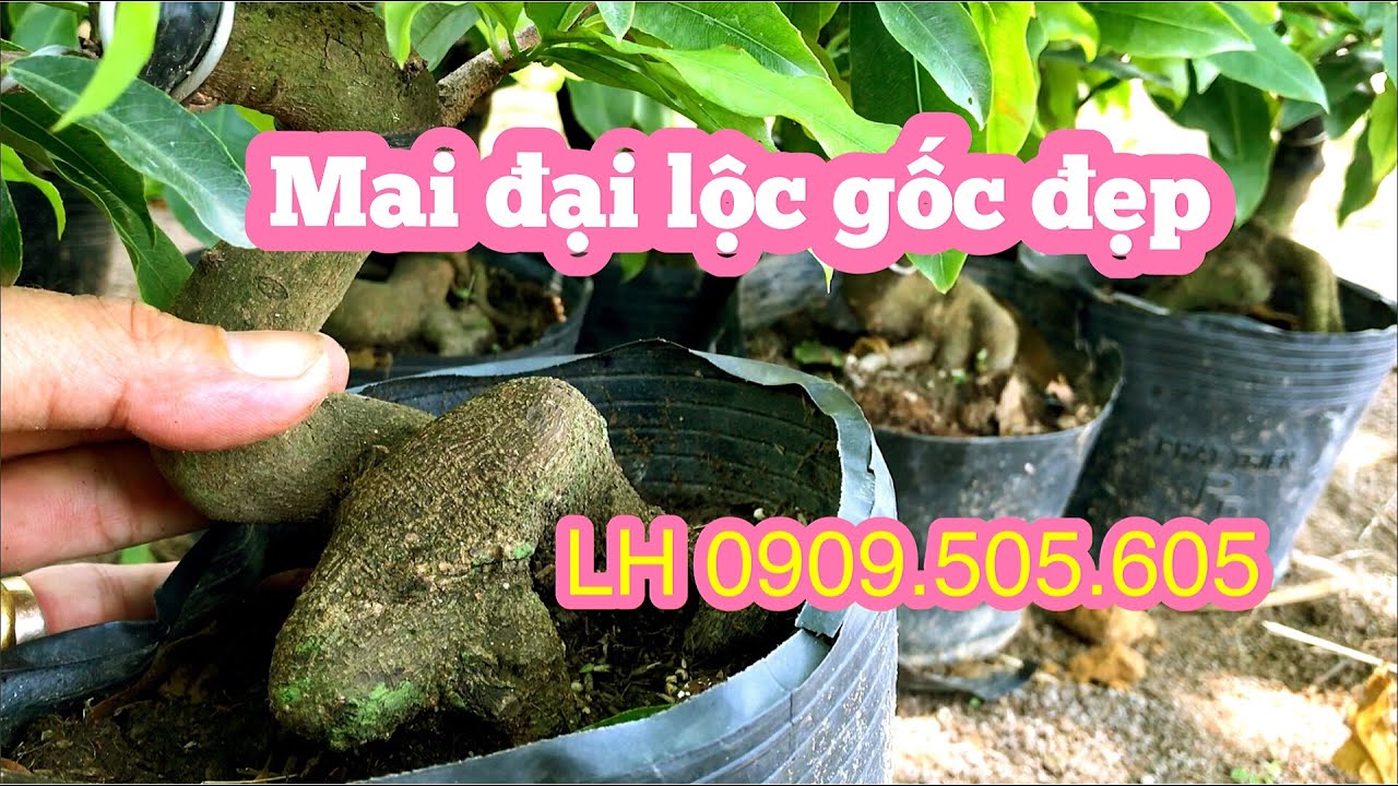 Lô mai đại lộc gốc đẹp gọi 0909.505.605 số lượng có hạng nhanh tay nhé