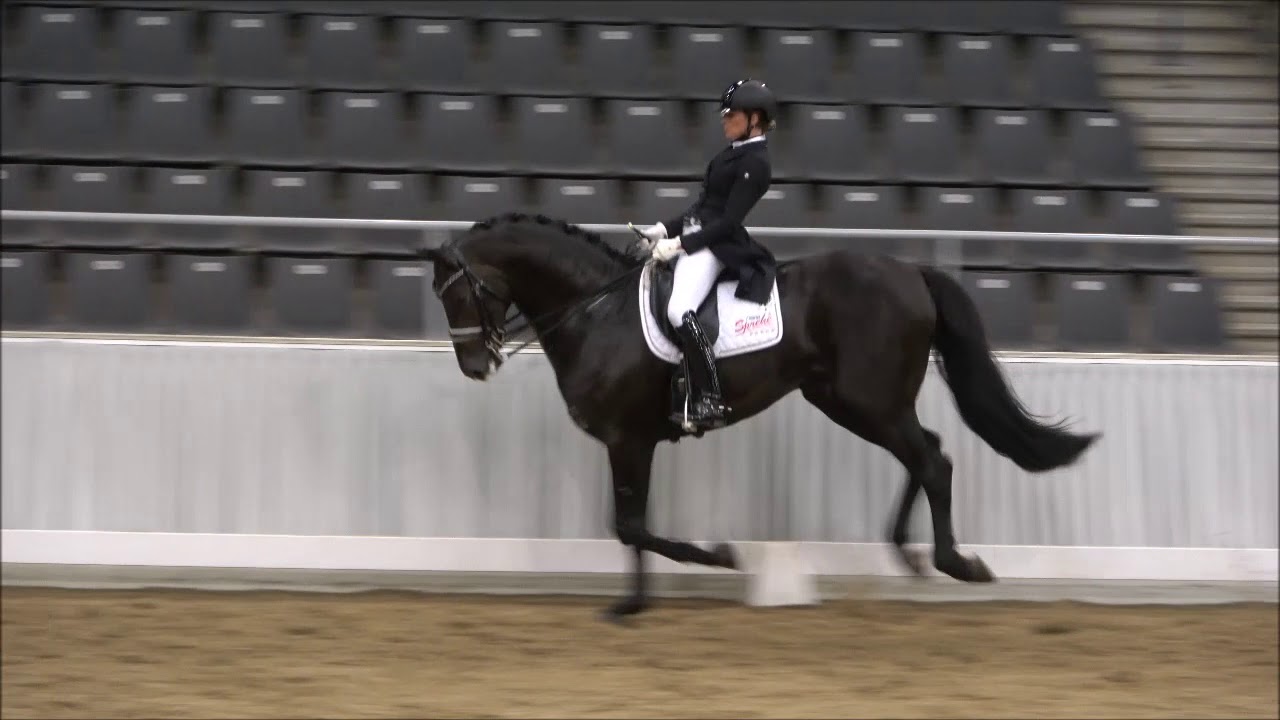 BERNAY - Hengst v. Boston / Lord Loxley - Anerkennung Verden 5/2018
