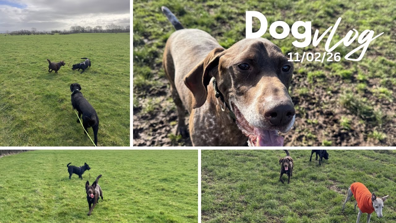 My first vlog! Day in the life of a dog walker 🐾
