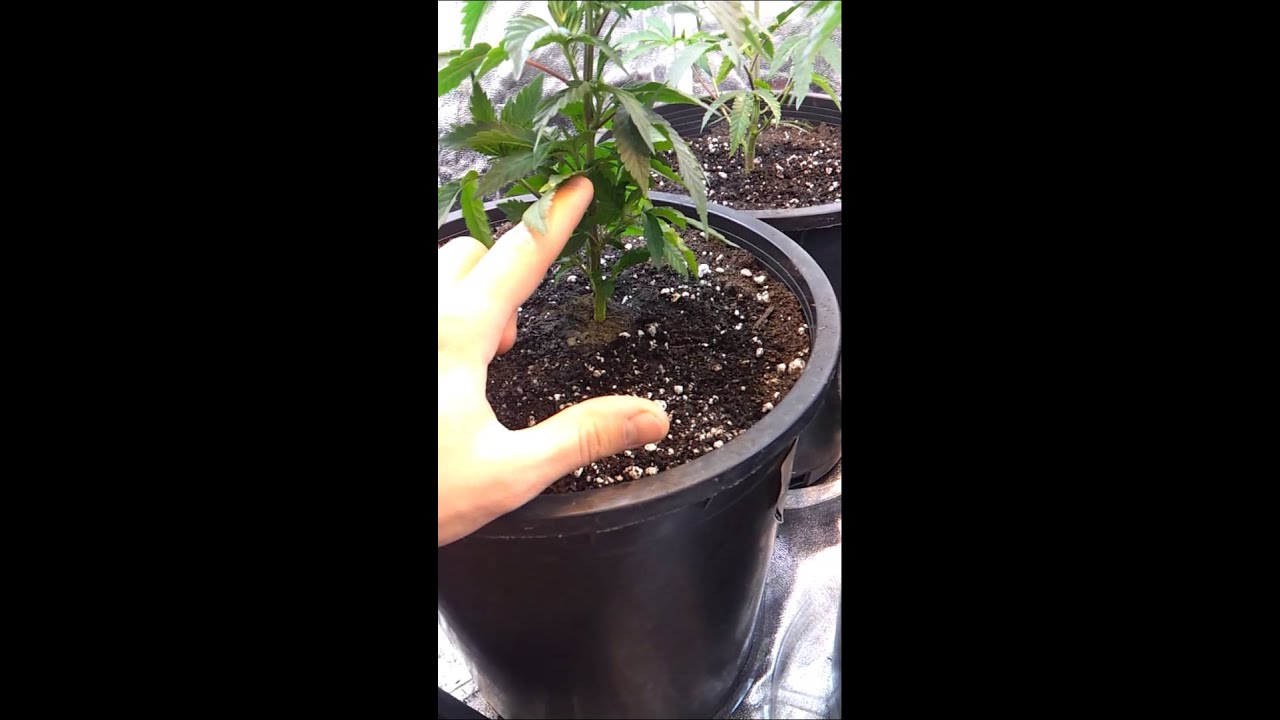 Germination & Repotting update.