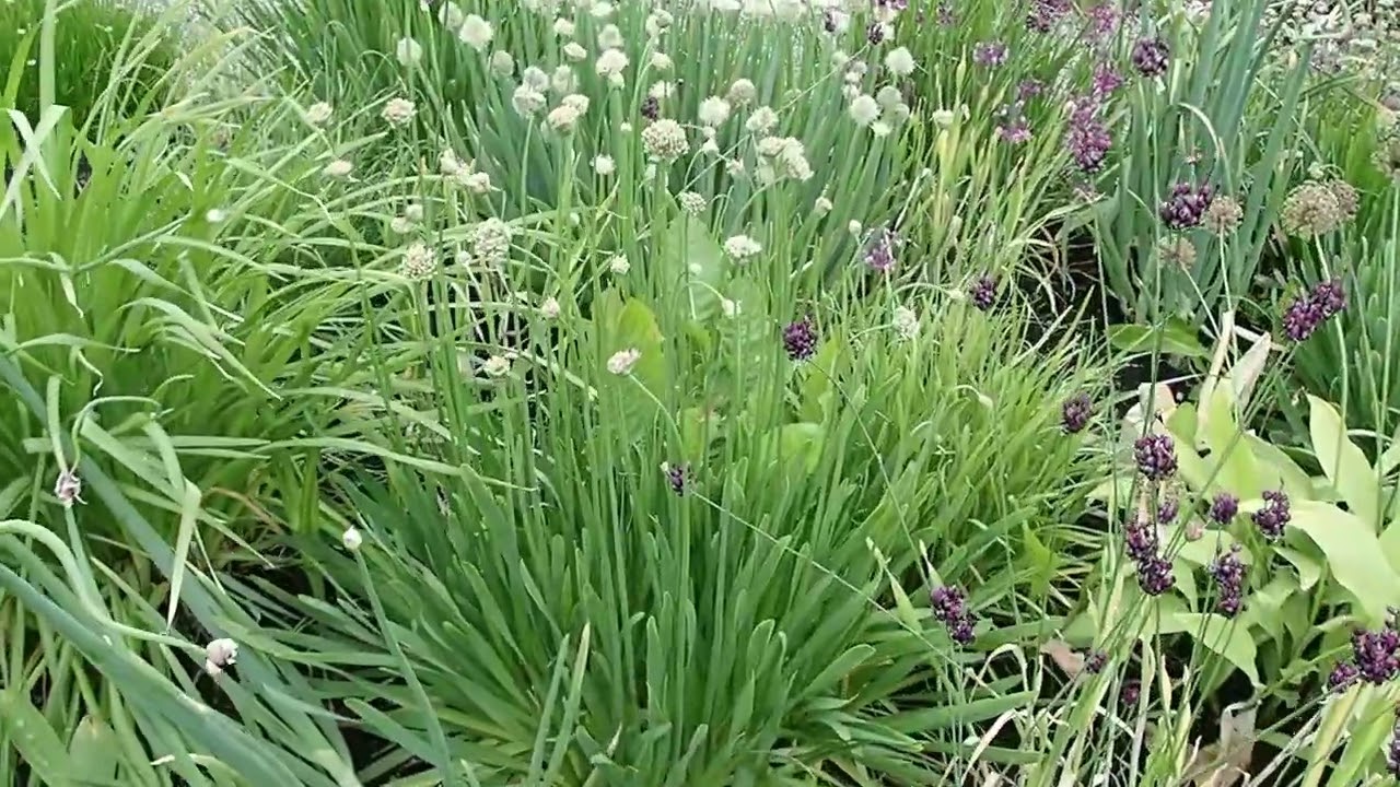 The Onion Garden Chicago at the Ringve Botanical Garden on 3rd July 2024