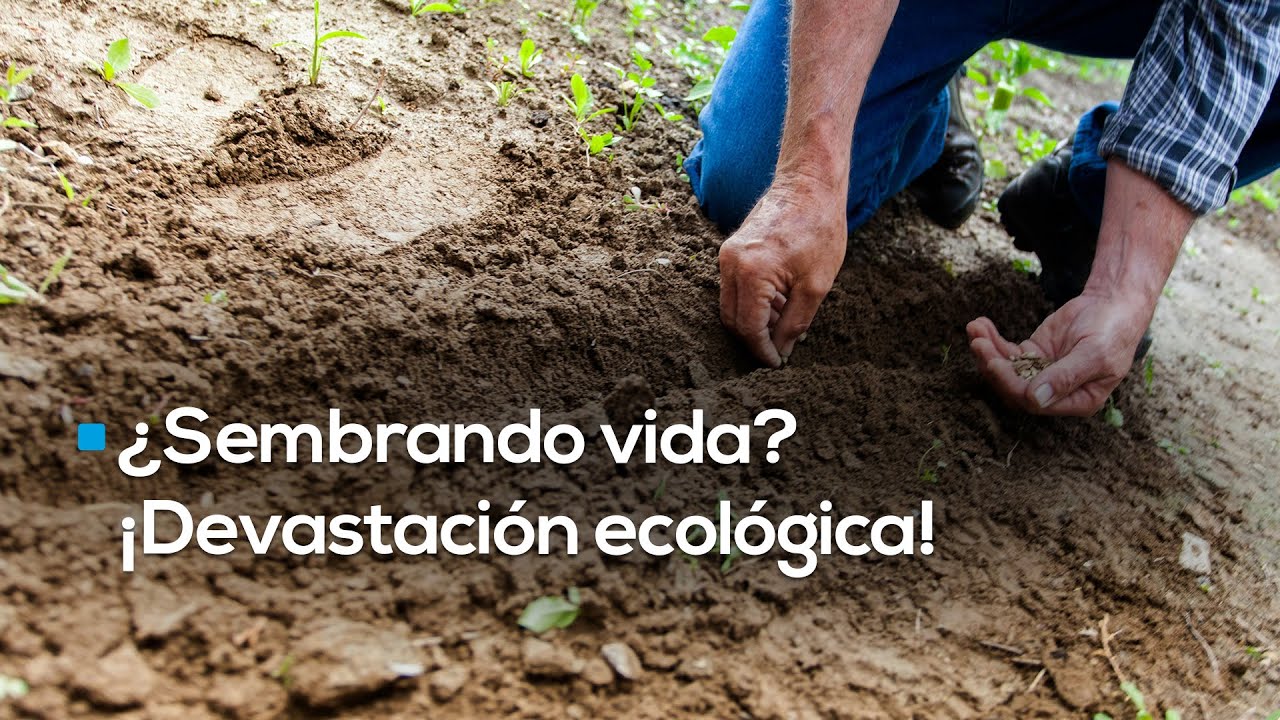 ¿REALMENTE ESTÁN SEMBRANDO VIDA? | El programa ha provocado una devastación ecológica y social