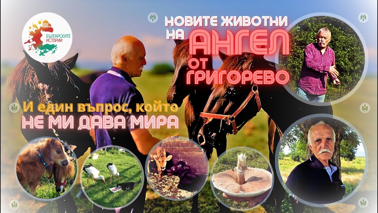 Ангел от Григорево и новите му животни. Защо не е вложил досега 3 милиона лева като Мартин Седлачко