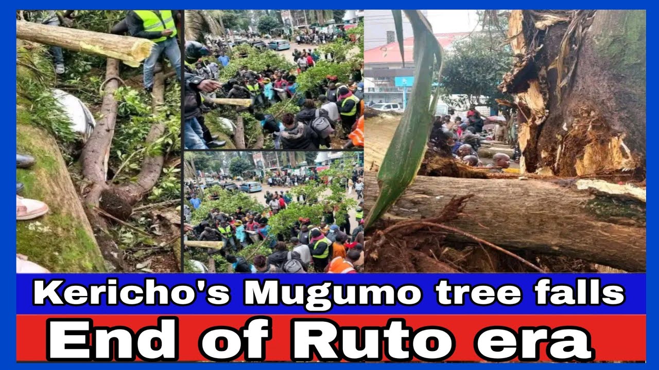 Was Mp Johana Ngeno K!lled?symbolic tree falls down Kericho town(Simotwet tree)Ruto & elders worried