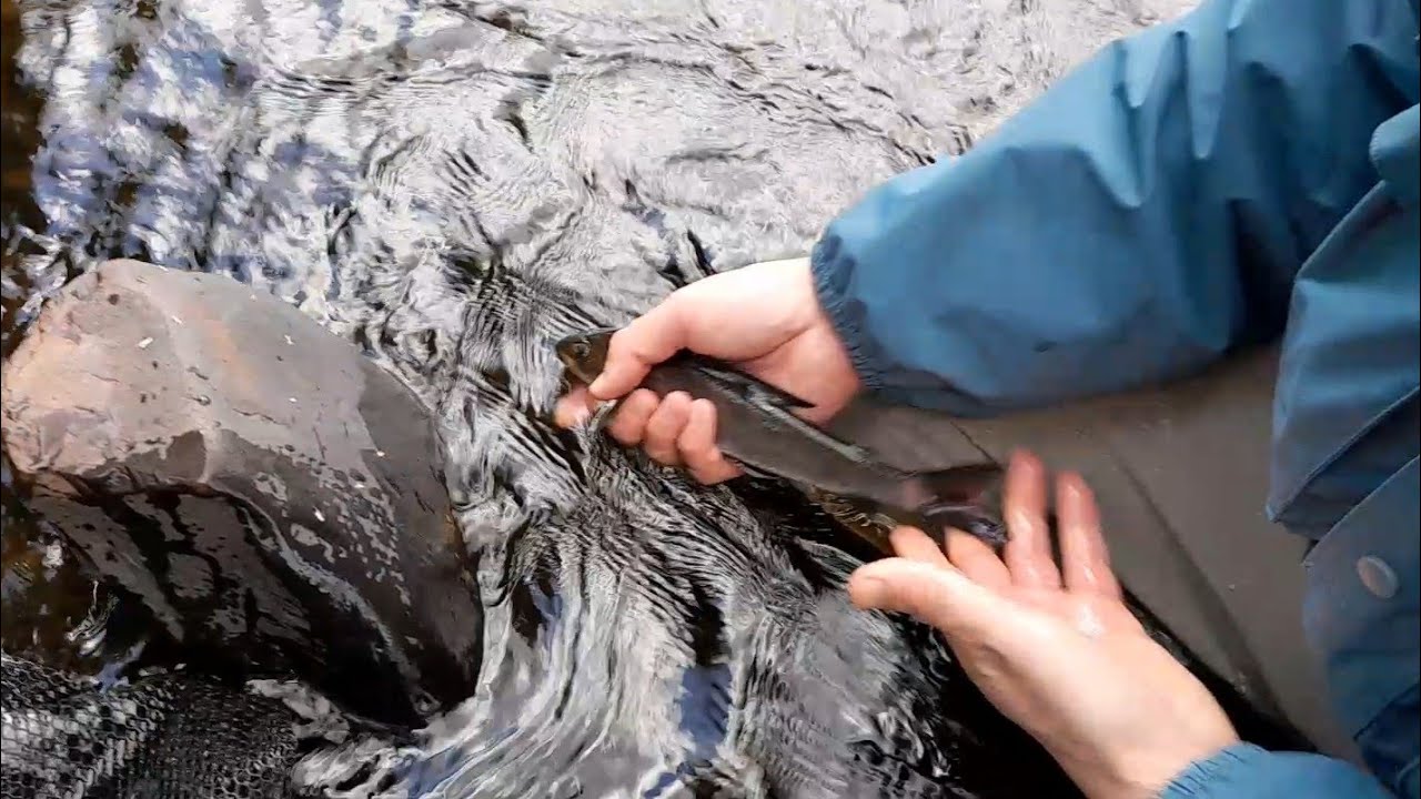 Kiiminkijoella harjuksen pyynnin iltapäiväpisto #kiiminkijoki #harjus #flyfishing