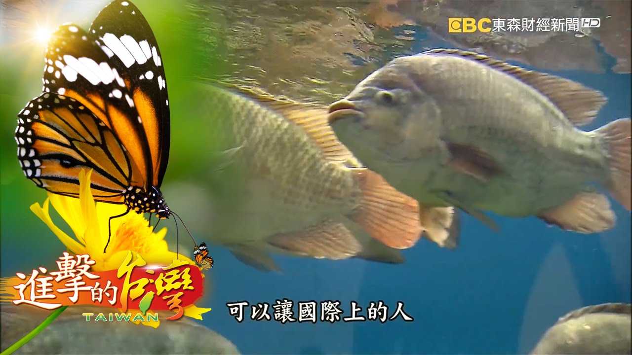 冠軍台灣鯛　渾身是寶！鯛魚飛彈突襲　壯碩活力強--第085集《進擊的台灣》