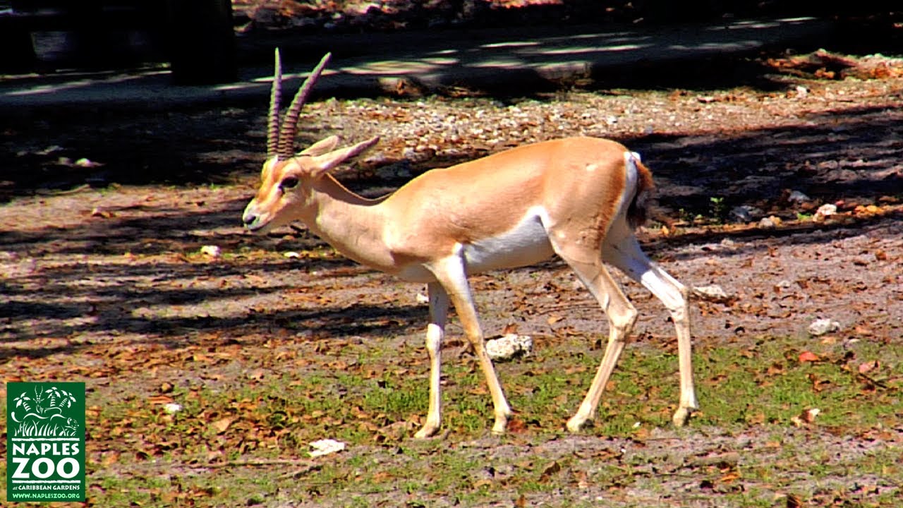 Endangered Slender-Horned Gazelle at tge Naples Zoo