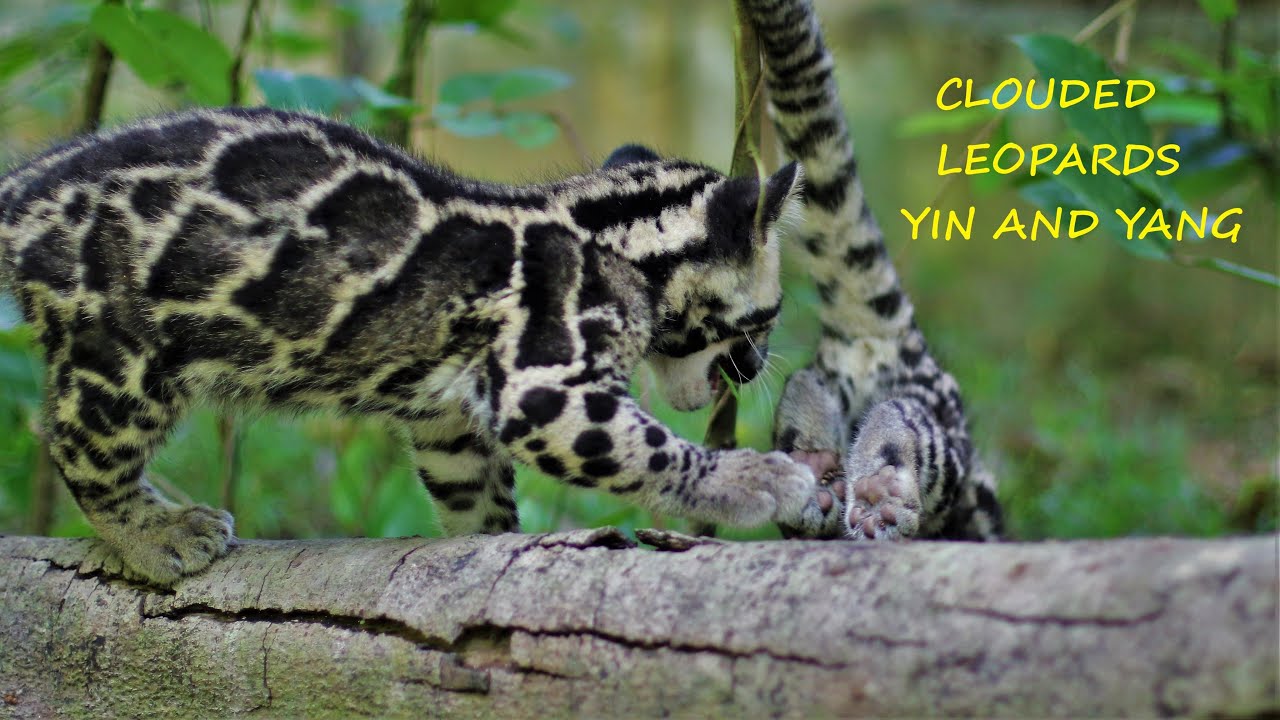 Clouded Leopard Cubs. Watch Yin and Yang Growing Up and How Yin Looks Now.
