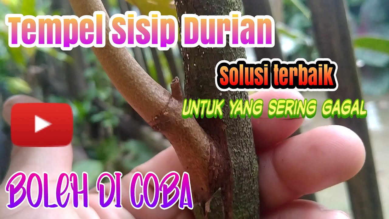 Cara Sambung Sisip Durian 100%Berhasil