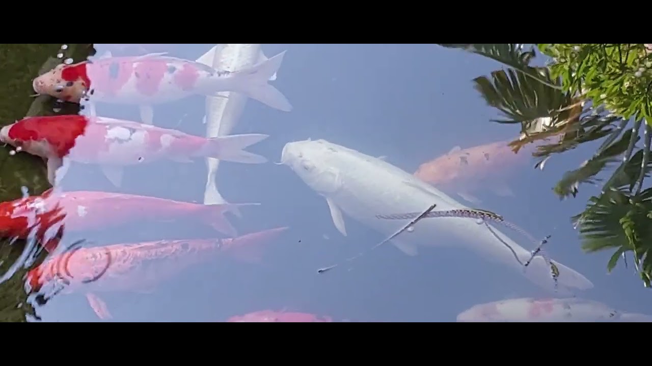 Thailand, KOI FISH Fun Facts, Khao Yai