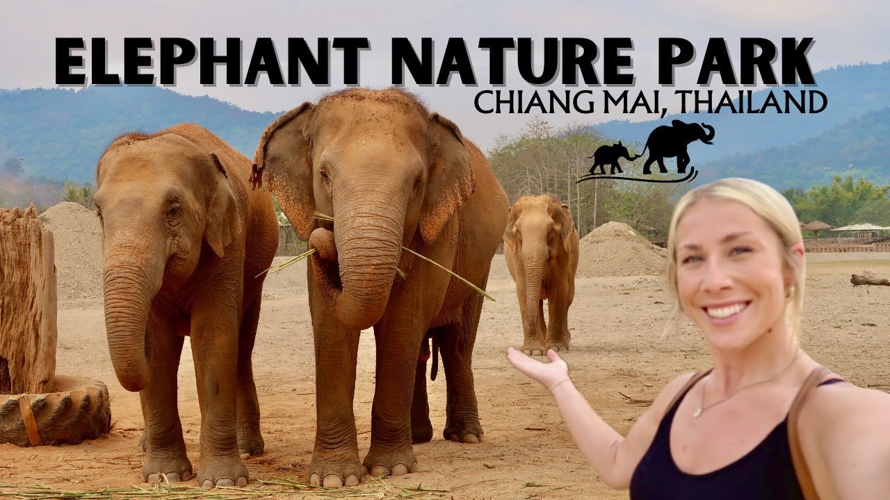 CHIANG MAI ELEPHANT NATURE PARK! The GREATEST Experience + LARGEST Market in Chiang Mai 🇹🇭