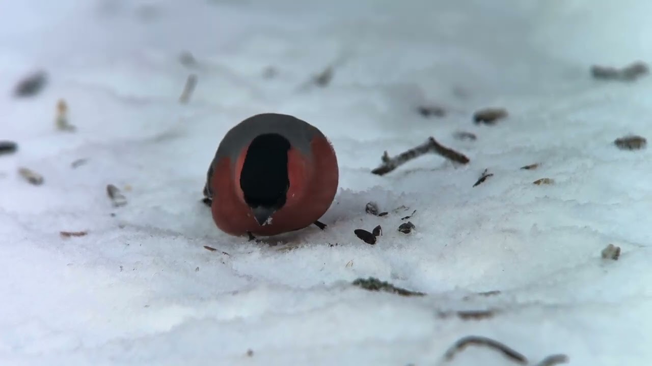 Птицы России. Бёрдвотчинг. Birdwatching. Дигископинг. Digiscoping. 