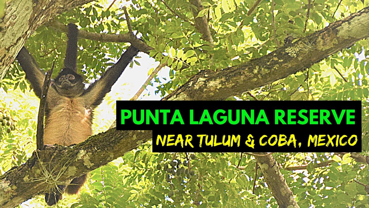 Coba, Quintana Roo: Punta Laguna Tropical Monkey Reserve - MEXICO w/Mike Vondruska - Travel Guide