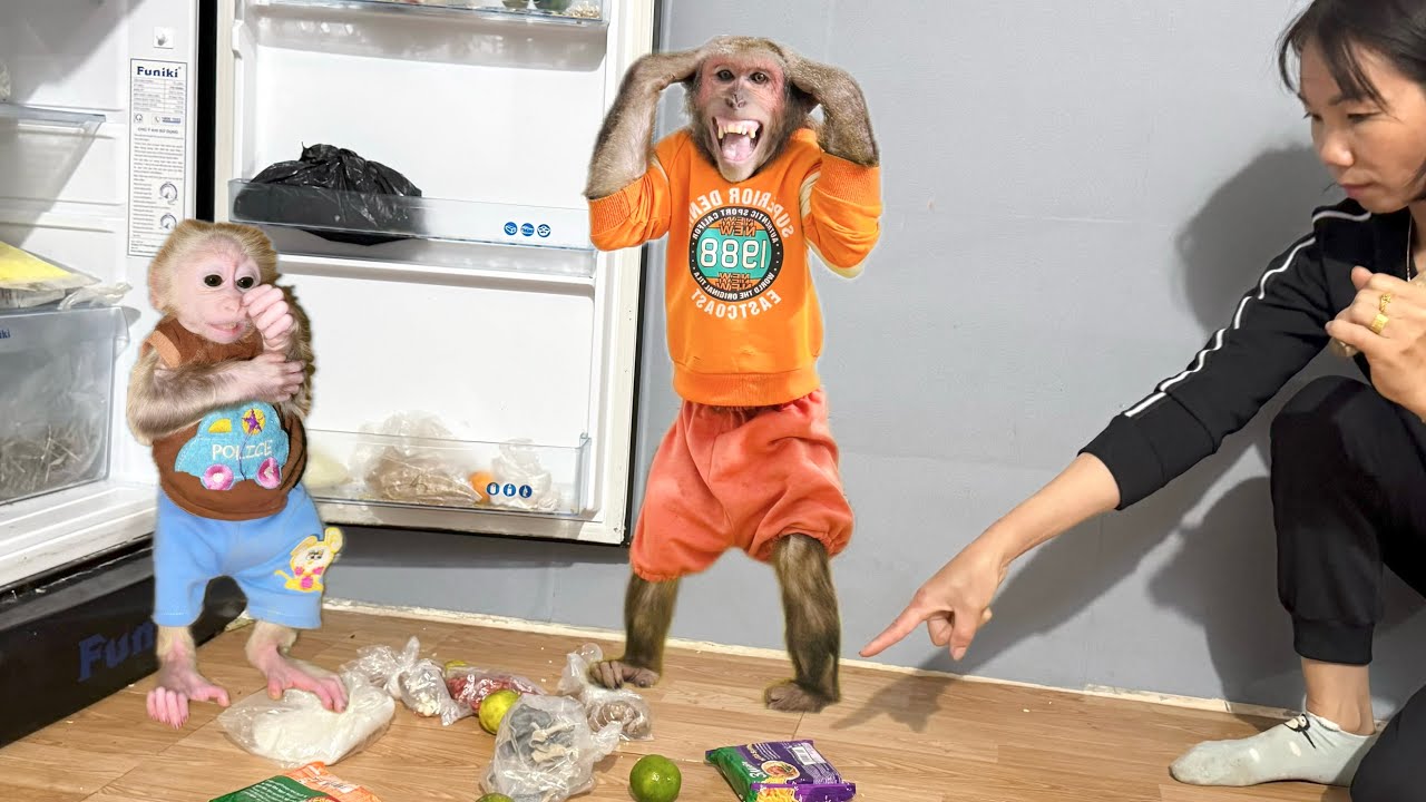 Abu and baby monkey apologize to Mom for secretly eating and dropping food!