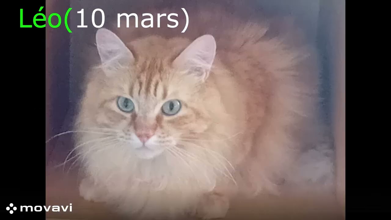 Anniv Léo