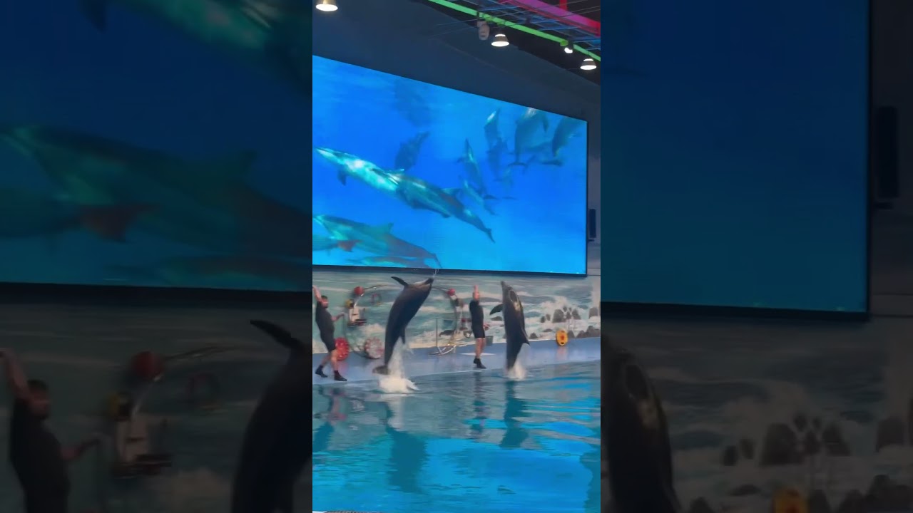🐬 Dolphin Entry #dubai #foreigner #india #travelvlog #travelling #viralvideo #burjkhalifa #happy