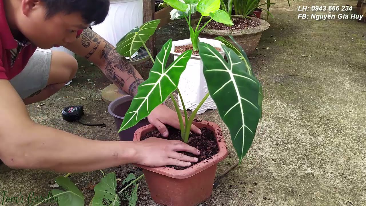 Khám phá bộ rễ của alcosia frydek  môn nhung, thu được đầy bất ngờ