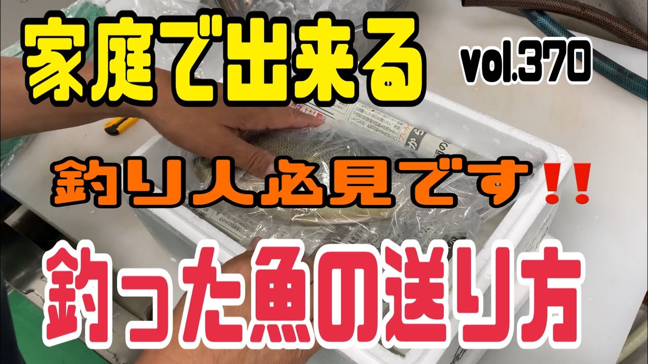 釣り人必見です‼️家庭で出来る釣った魚の送り方編 vol.330