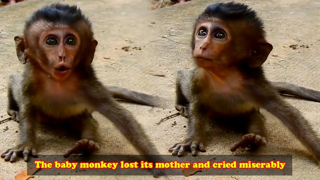 Baby monkey lost her mom and wandered to find her. The moment she reunited with her mom was touching