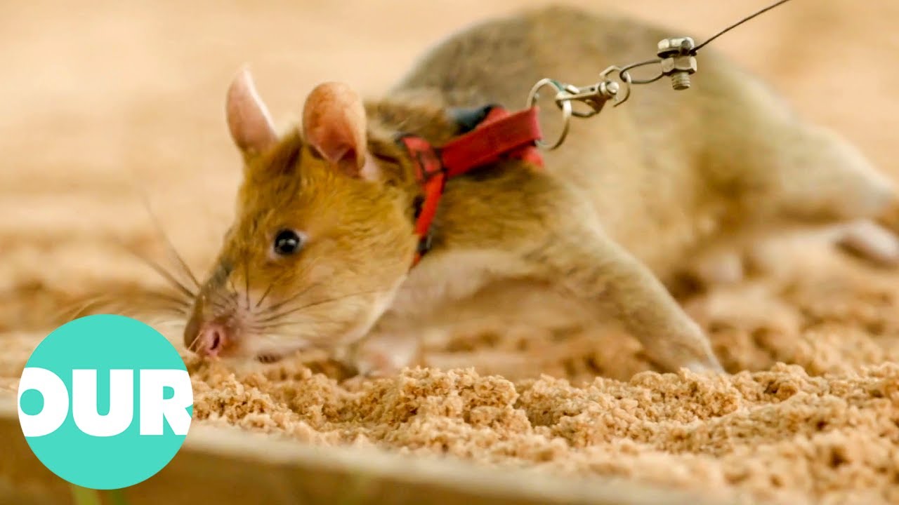 A Great Story On A Cambodian Rat That Sweeps For Landmines | Extraordinary Animals | Our World