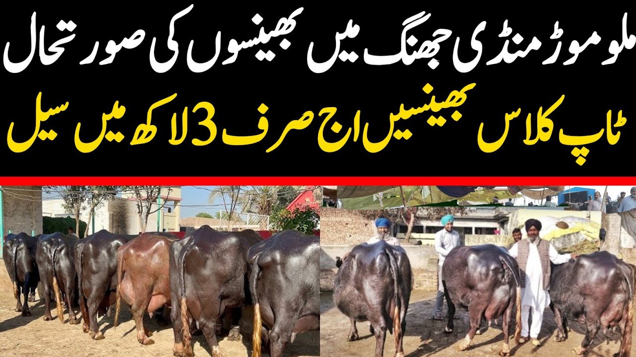 Today Malumor Janwar Mandi Jhang | Buffalo Fresh Rates Update 2025 | Buffalo Mandi