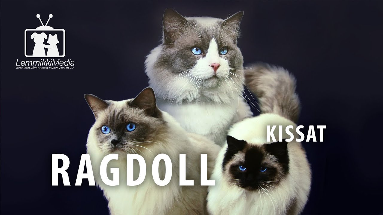 Kissat: Ragdoll on hurmaava kissarotu