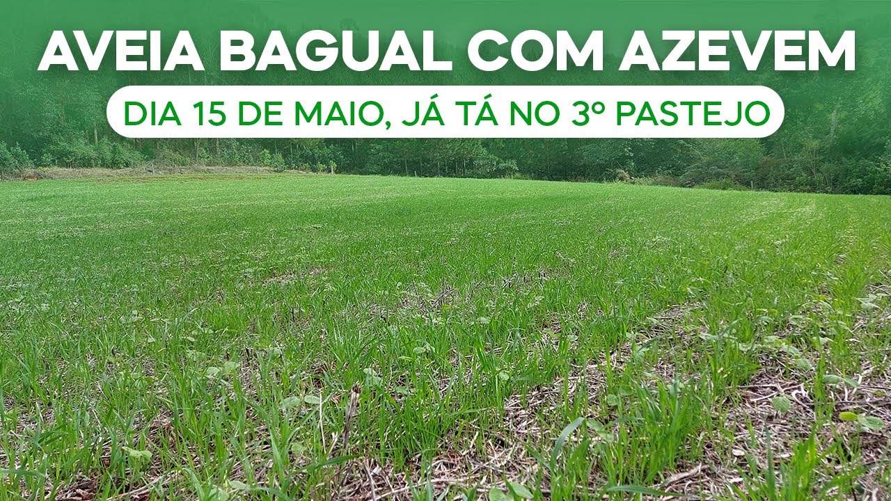 Aveia Bagual com Azevem, no dia 15 de maio já tá no 3º pastejo. Esse vai pra 8 pastoreios. (v.101)