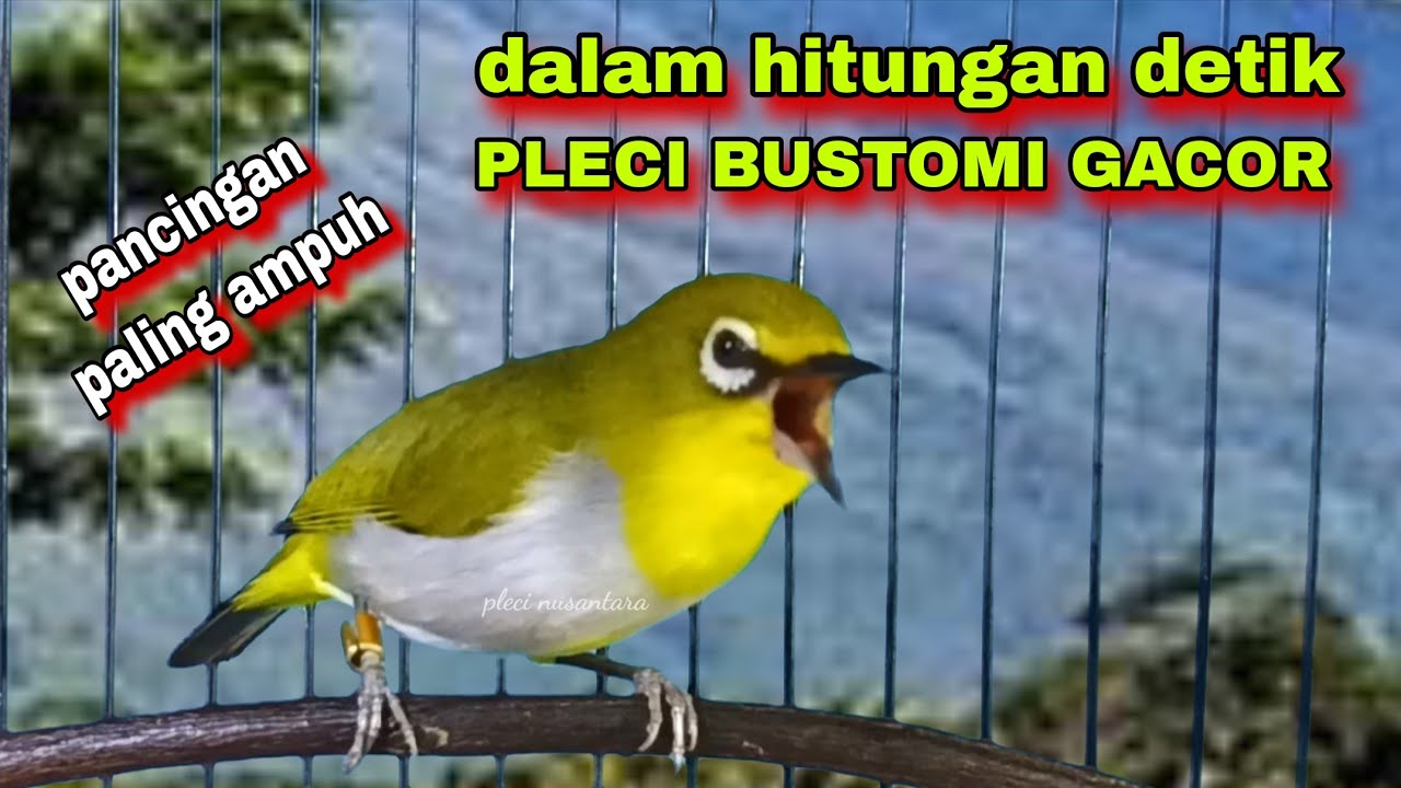 Pleci Buxtoni Gacor Ngalas Nembak.Pleci Bustomi Gacor