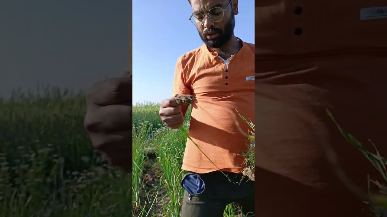 🚜🌾🔥 🚜 Onion Field Cleaning | پیاز کے کھیت سے گھاس نکالنا | Real Kisan Life Near City | Rehan Bhai 🌾
