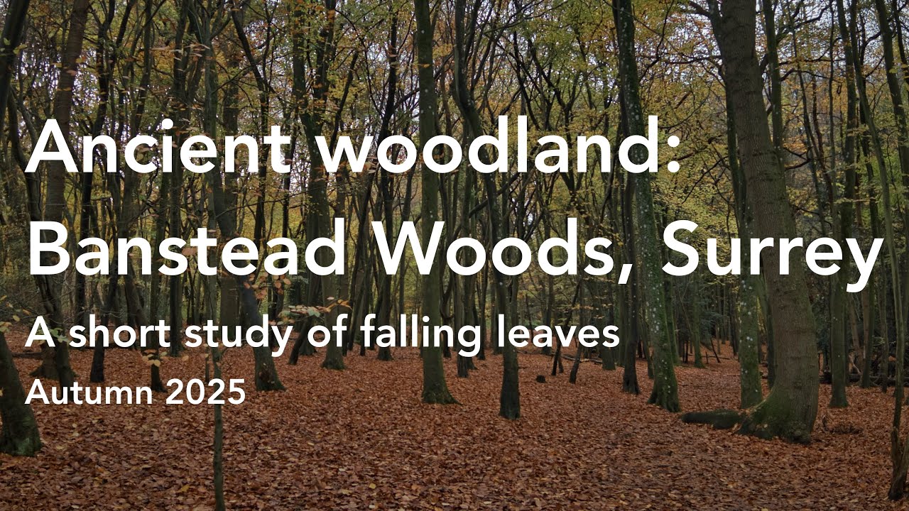 Leaves Falling in Banstead Woods