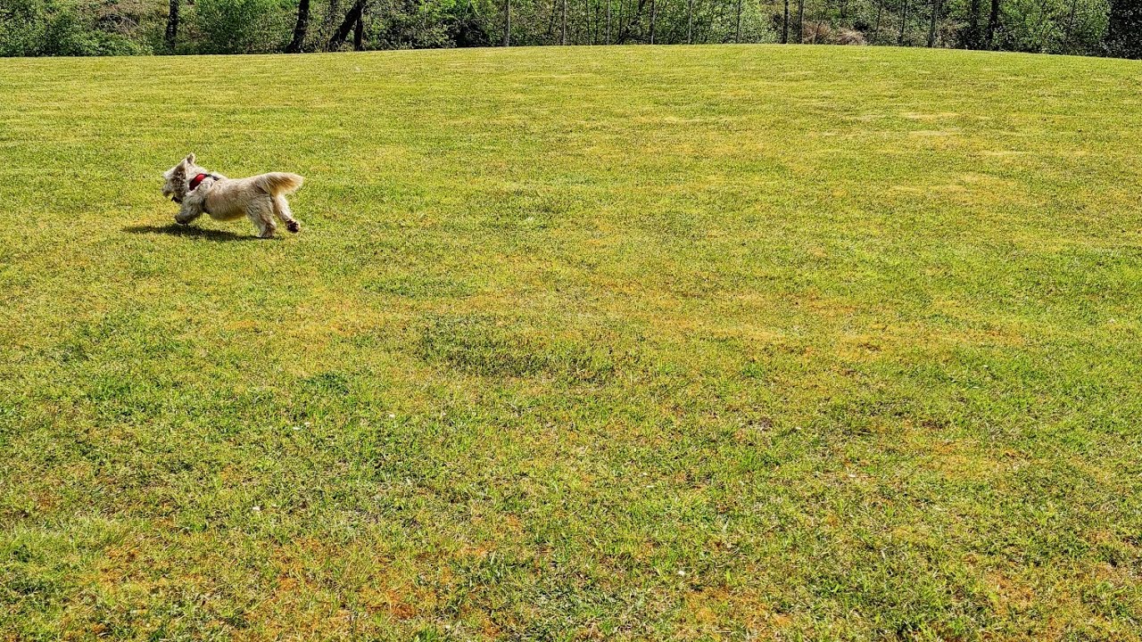 Dreamland (original song)