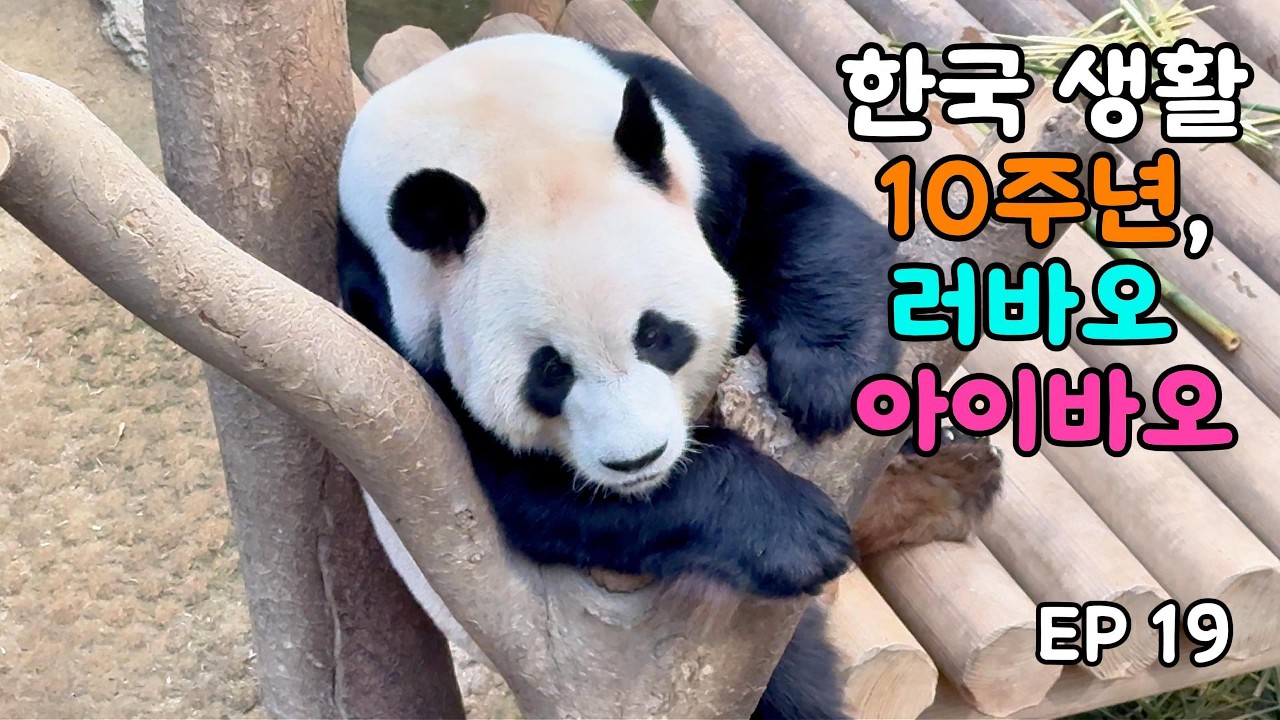 260303_한국 생활 10주년 축하해, 러바오 아이바오 #러바오 #아이바오 #lebao #aibao #판다 #panda #에버랜드 #everland 