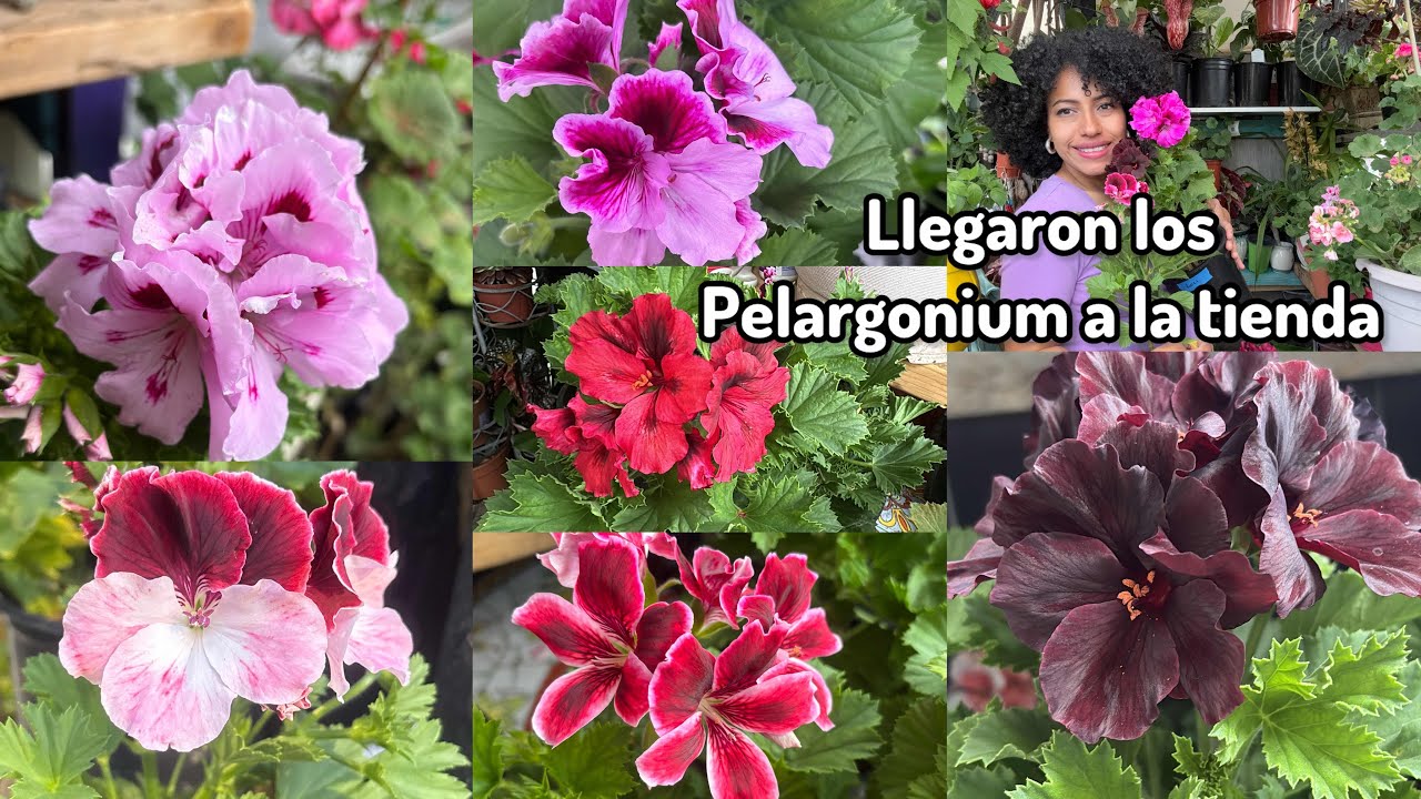 Llegaron las plantas de flores grandes 🌸