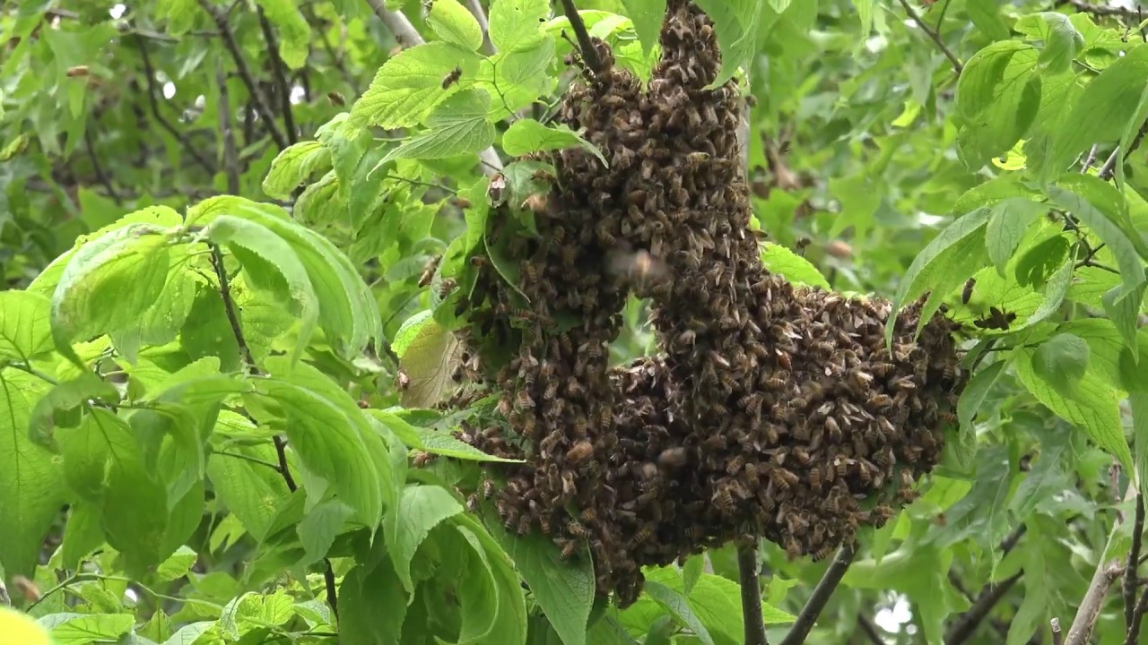 Where Is The Queen In A Swarm? HD