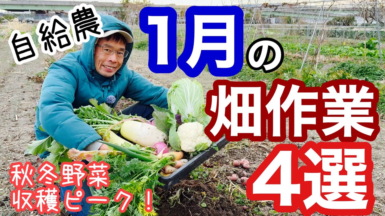 【1月の自給農畑作業】収穫、片付け、タネと育苗土の準備《家庭菜園/自給農/無農薬/無施肥》