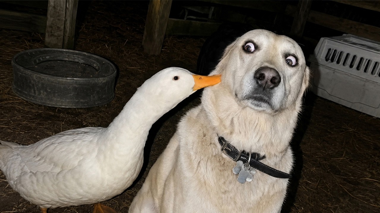 I&rsquo;ve Rewatched These Absolutely Hilarious Animals All Day and It NEVER Gets Old! 🤣