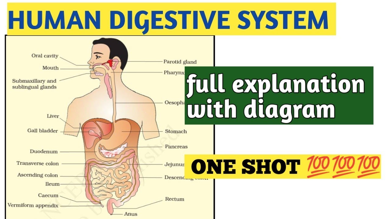 Human Digestive system। Nutrition in Human Beings। Life Process part-4.