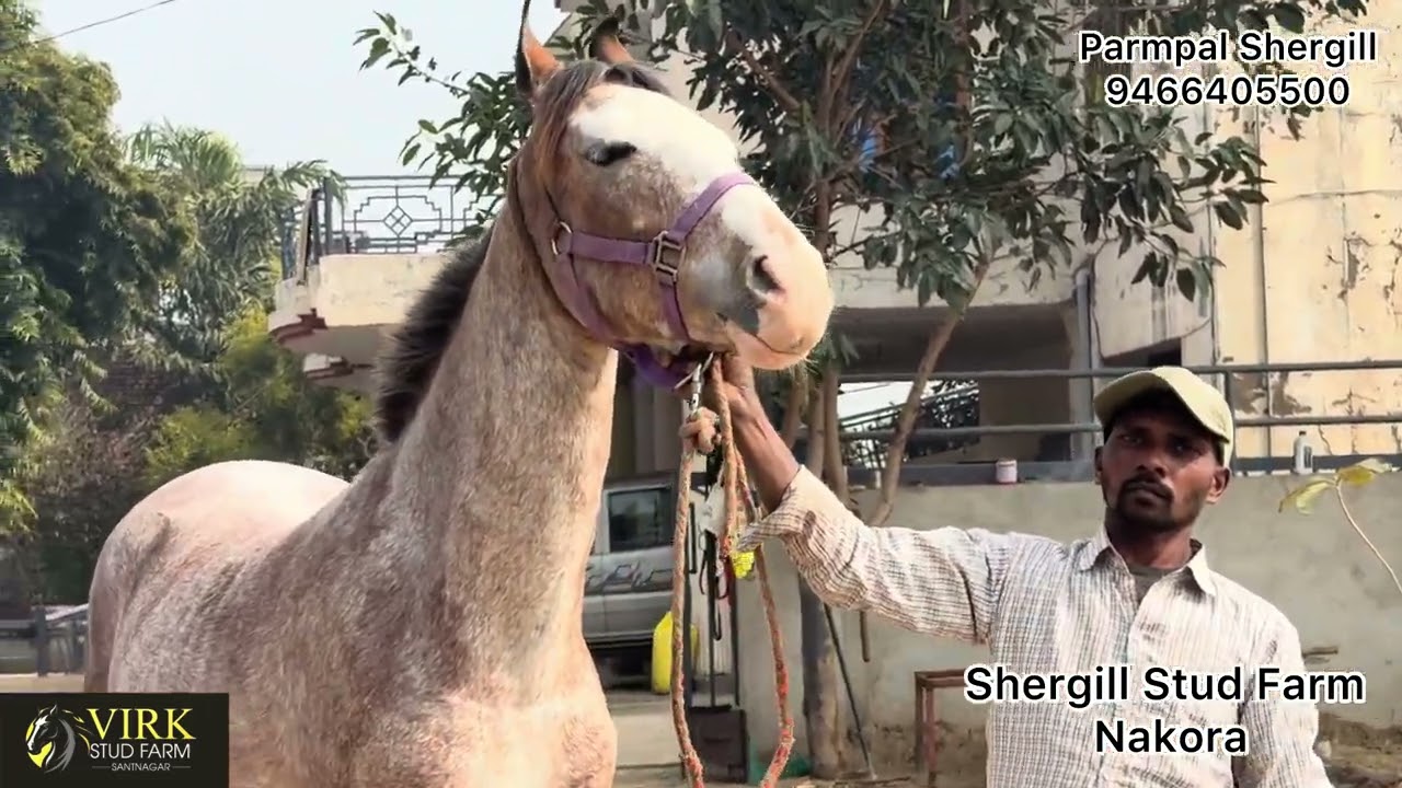 ਚੰਗੇ ਖਾਨਦਾਨ ਦੀ Ghodi ਤੇ Vasheri 👍🏻 ਵੇਖੋ ਸਾਰੀ Video ਤੇ ਲਵੋ ਜਾਣਕਾਰੀ 👍🏻🙏🏻
