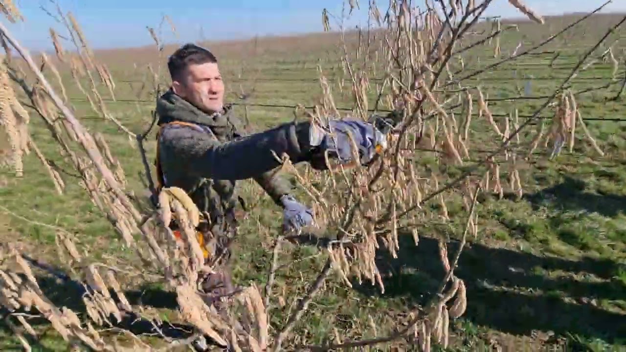 Rezidba lešnika u 6 godini, formiranje uzgojnog oblika, stablo vaza,kotlasta kruna, hazelnut pruning