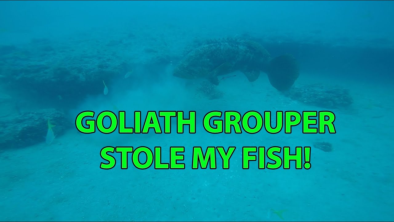 Goliath Grouper steals my hooked scamp grouper underwater video