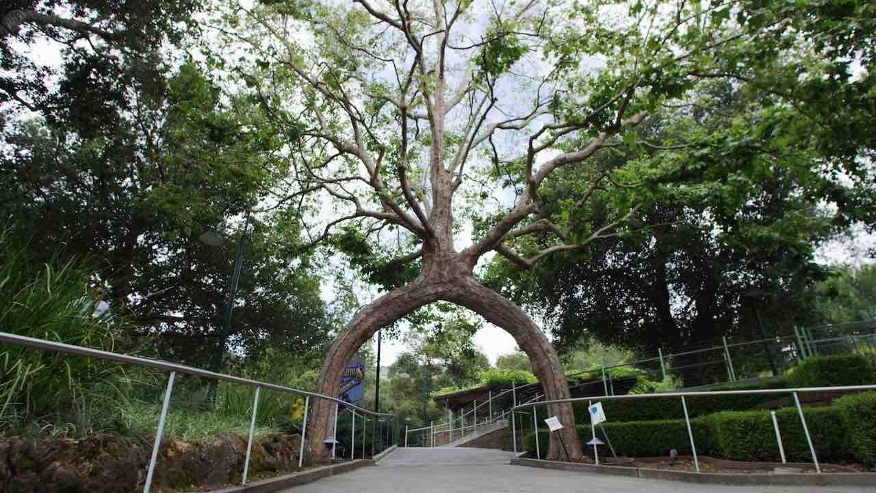 The Circus Trees of Gilroy Gardens